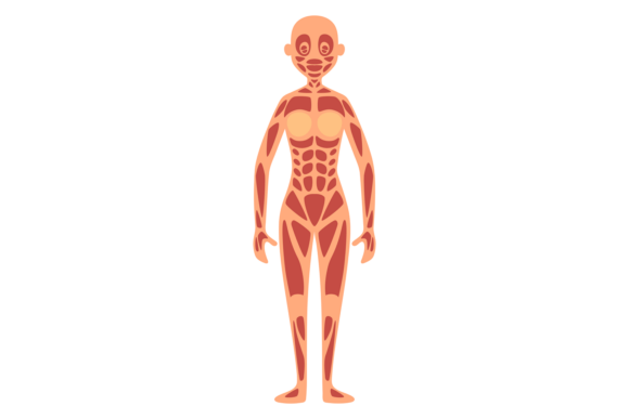 Muscular Human Anatomy Chart: Female Body – A Practical Resource for Visual Learning and Workflow Integration